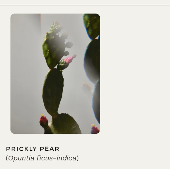 New Twentynine Palms Skincare Cosmic Cypress Facial Cleanser Clary Sage 3.3oz - Picture 2 of 6